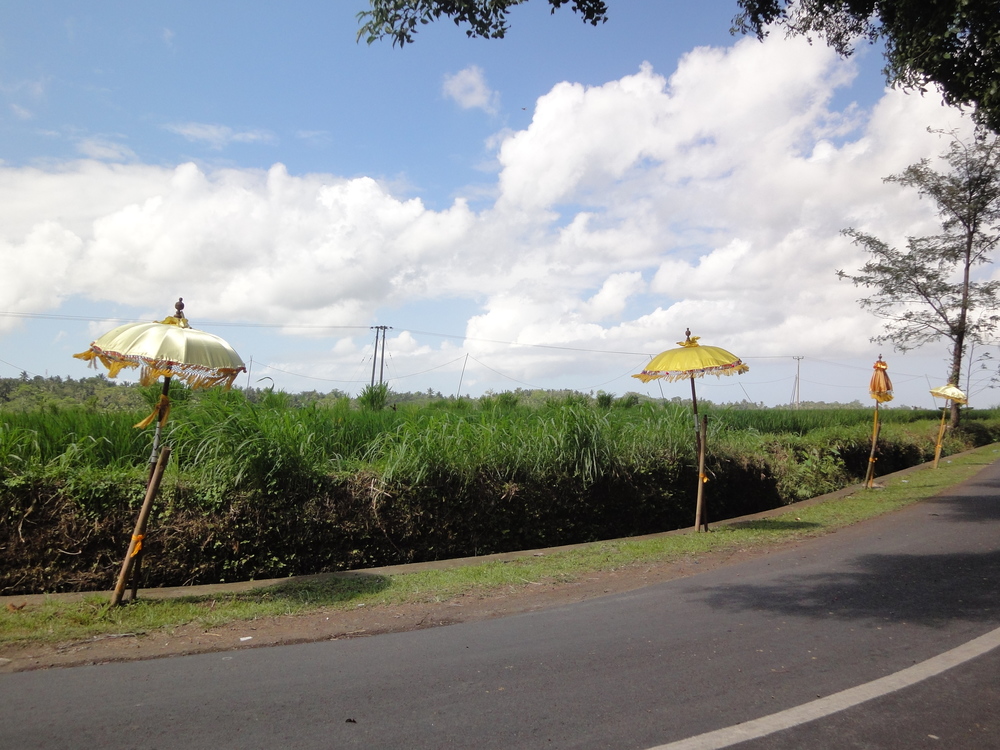Festival umbrellas line the roadside in the spirit of Bali's Galungan festival.