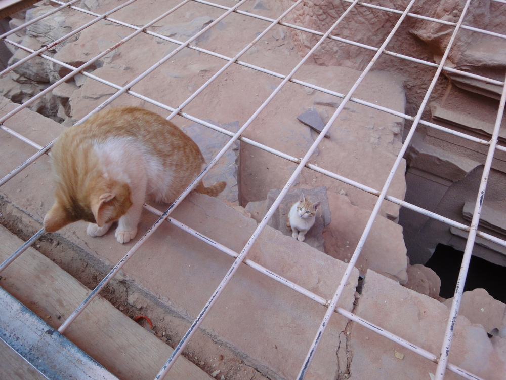 The local cats love playing along the steps of The Treasury in Petra, Jordan. They can go where the visitors can't!