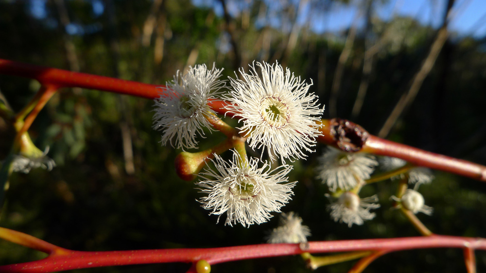 Look out for the gorgeous wildflowers punctuating the Mallee. Photo credit: Photo Pin