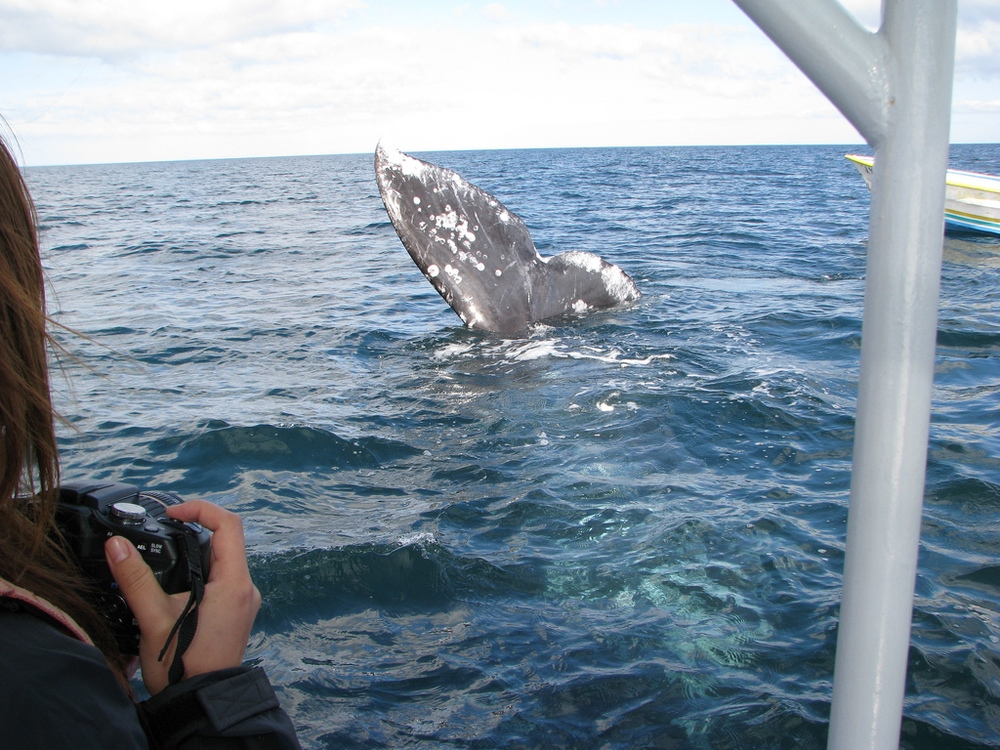 While in Sydney, book in a whale-watching experience and you might see dolphins and seals too! Photo credit: Photo Pin
