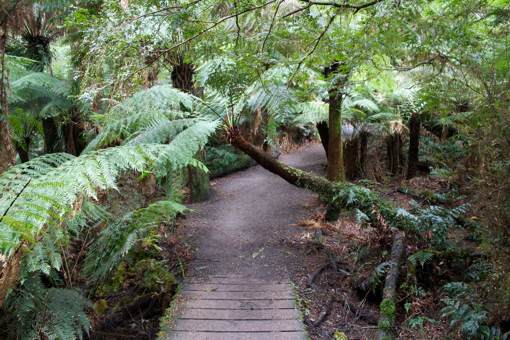 Find a lush path in The Otways. Photo credit: Photo Pin