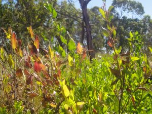 Travelling for Edible Native Plants and Weeds around Melbourne