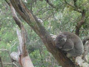 Discovering the Wild Side of Phillip Island’s Wildlife (Part 1)