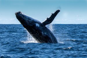 Travel to Lake Macquarie in May for Whale Watching