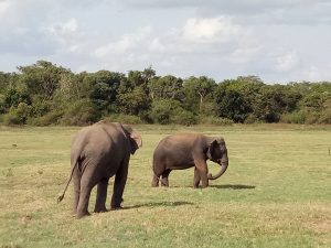Travelling with Elephants in Kayankerni, Sri Lanka
