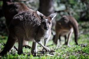 Australia bushfires vegan