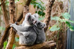 koalas australia