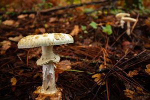 Don’t Pick Your Wild Backyard Mushrooms. Get a Good Supplier Instead!